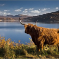 Loch Quoich Highland cow.jpg